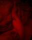 Rosso Passione